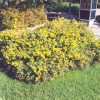 Gold Star Potentilla #1 - Image 2